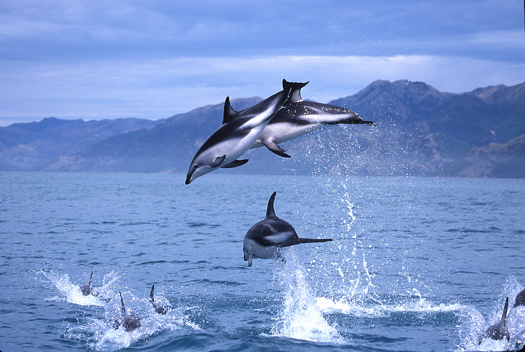 kaikoura-dolphins