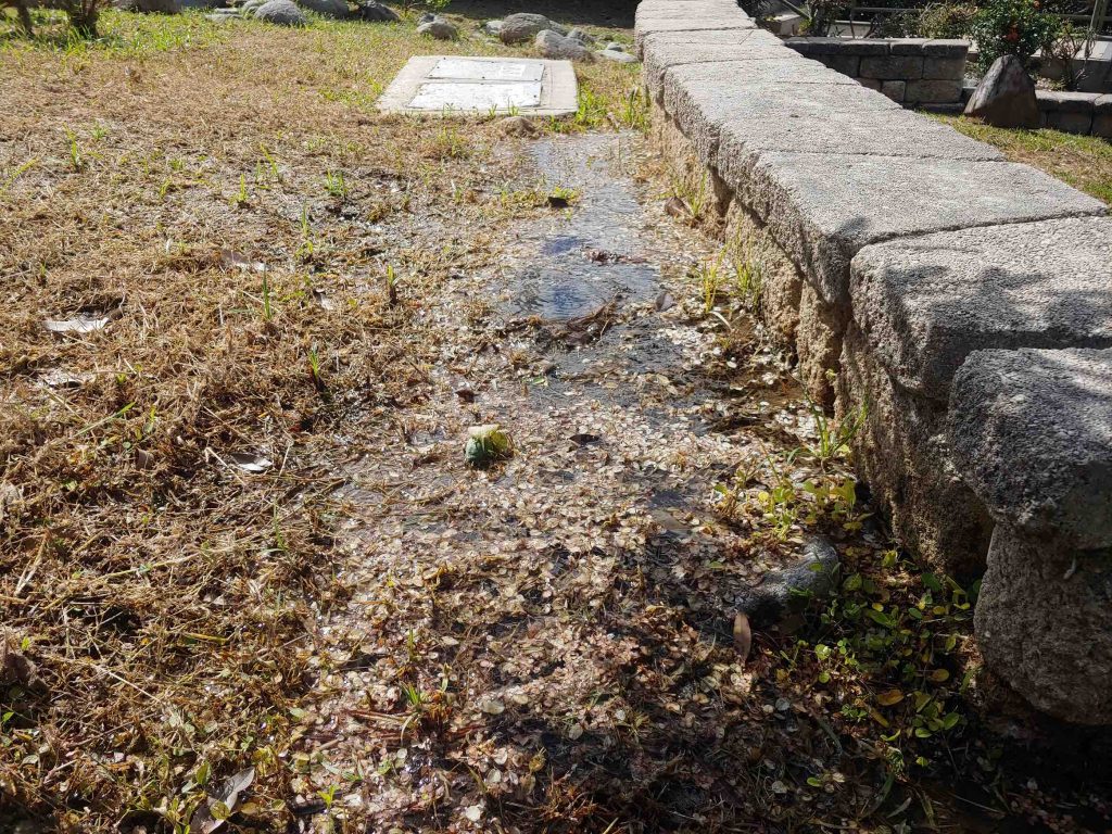 New seep related to increased flow rate at the Coamo Hot Springs. Credit: Tom Hudgins